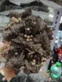 Accessoire de cheveux en tissu marron avec chaînes de perles et détails scintillants. - A164 Perlé Double Fleur Marron