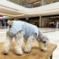 Mignons vêtements bleu clair pour petits chiens, combinaison respirante anti-harcèlement. - S / Gris Rocher