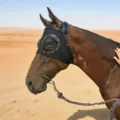 Black horse fly mask with breathable mesh eyes and adjustable straps for dust and wind protection. - Upgraded / Black