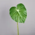 Artificial monstera philodendron leaf green plant for home decor and floral arrangement. - S / Green