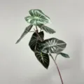 Artificial Alocasia dragon scale leaf plant branch, premium green home decor flora. - Single Branch 7-Leaf Dragon Scale Leaf / Dark Green