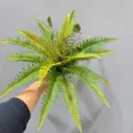 Artificial Fern Plant Branch Greenery Simulation Fern Stem For Indoor Home Decoration - Nephrolepis Small Branch Green