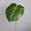 Kunstmatige monstera blad groene plant huisdecoratie met gouden aders lange stengel - L / Unakiet