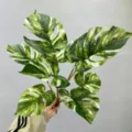 Τεχνητό φυτό Monstera ποικιλόχρωμο φύλλο ψεύτικο πράσινο τροπικό για διακόσμηση σπιτιού εσωτερικά. - Λευκά φύλλα μονστέρας 9 κεφαλών