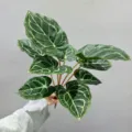 Τεχνητό φύλλο Alocasia πράσινο φυτό κλαδί ψεύτικο φύλλωμα για διακόσμηση παραλλαγή - Κρυστάλλινο Φύλλο 9 Κεφαλών