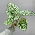 Τεχνητά Φύλλα Calathea Ψεύτικο Πράσινο Φύλλωμα Κλαδί Διακόσμηση Σπιτιού Εσωτερικού - Λευκό Φύλλο Spathiphyllum 9 Κεφαλών
