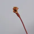 Brown artificial calla lily PU arum flower single stem for home decor and wedding props - Burgundy