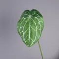 Artificial Anthurium Crystallinum Leaf Fake Green Plant Photography Prop Home Decor - White Veined Green