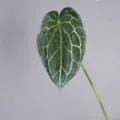 Artificial Anthurium Leaf Greenery Photography Prop Simulation Plant For Home Decor - Yellow Veined Green