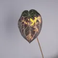 Artificial Anthurium Leaf Faux Plant Variegated Leaf Home Decor Photography Prop Single Stem - Flame Color