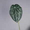 Artificial anthurium crystallinum leaf faux plant photography prop home decor green foliage - Dark Green White Vein
