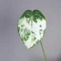 Artificial anthurium leaf green plant photography prop home decor fake foliage branch - Cloud White