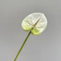 Artificial Anthurium Peace Lily Flower Single Stem Fake Floral Wedding Decoration - White Small Anthurium