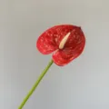 Artificial Red Anthurium Flower Single Stem Fake Floral Decoration for Wedding Home 3D - Bright Red Small Anthurium