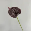PU Anthurium Artificial Flower Stem Dark Purple Realistic Wedding Home Decor Props - Burgundy