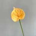 PU Anthurium flower variant in vibrant yellow, realistic 3D touch decor plant for weddings. - Apricot Pink