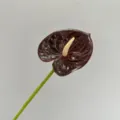 Artificial Anthurium Flower Dark Red Fake Plant Single Stem For Home Wedding Decor - Dark Red Small Anthurium