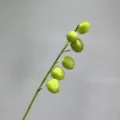 Kunstmatige ballonplant tak nep gomphocarpus physocarpus groene vrucht voor in huis. - Groen (Nieuwe 6 Vruchten)