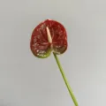 Red artificial anthurium flower single stem for wedding home decor floral arrangement. - Brown Green Small Anthurium