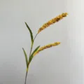 Artificial foxtail millet yellow cereal plant stem fake grain home decor floral arrangement - Single Branch Double Head Ear of Grain / Yellow