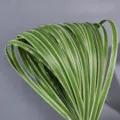 Artificial steel grass ribbon leaves green plant bouquet for wedding floral arrangement DIY. - 1m 1.5cm Wide Green White Edge