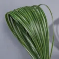 Artificial steel grass sword leaves simulation plant green line styling floral arrangement material - 1m 1cm Wide Yellow Edge