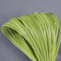 Artificial variegated green grass leaves for floral arrangement wedding decor crafting. - 1m 2cm Wide Yellow White Edge