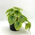 Gros plan de la plante en pot artificielle avec des feuilles en forme de cœur vert et jaune. - Mini Feuille de Pastèque Jaune Sans Pot