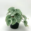 Plante en pot artificielle avec feuilles à motifs décoration de table miniature - Mini Feuille de Pastèque Blanche Sans Pot