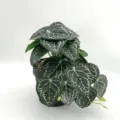 Détails de feuilles de plantes artificielles, mini décor de pot vert pour la table. - Mini Cygne Noir Sans Pot