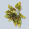 Ramas de hojas de crotón artificiales, follaje multicolor para decoración del hogar. - Hoja de Croton de 9 cabezas