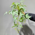Artificial hanging plant vine for home decor, realistic variegated green leaves wall hanging. - Medium Weeping Bamboo Hanging White 50cm