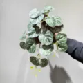 Artificial hanging plant silver leaf trailing green vine wall decor home indoor decoration - Medium Pittosporum Hanging 50cm