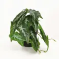 Plante en pot artificielle avec feuilles vertes panachées, mini déco de bureau maison. - Mini Feuille de Taro Pointue Sans Pot