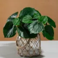 Artificial green plant artificial begonia leaf bouquet glass jar home decor desktop ornament - Half Umbrella Bouquet