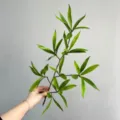 Κλαδί τεχνητού φυτού πράσινα φύλλα DIY διακόσμηση σπιτιού τοπίο σύνθεση λουλουδιών - Επίπεδο Κοντό Κλαδί - Φύλλο Litsea