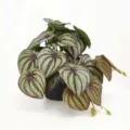 Plante artificielle pastèque en pot miniature décoration verte pour bureau à domicile intérieur. - Feuille de Pastèque Couleur d'Automne Sans Pot