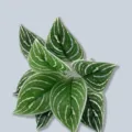 Hojas de plantas artificiales verdes rayadas decoración de interiores variante estilo. - Hoja Rayada de 9 cabezas-2