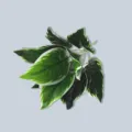 Mojo de Hojas Verdes Variegadas Artificiales, Decoración de Interiores para el Hogar - Hoja con borde blanco de 9 cabezas