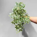 Artificial hanging plant with white-edged variegated leaves, perfect for wall decor and indoor use. - Medium Seven-Star Leaf Hanging White 50cm