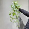 Artificial hanging plant vine variegated leaves fake greenery home decor wall hanging style - Medium Extended Weeping Bamboo White 90cm