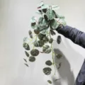 Artificial hanging plant with variegated silver leaves for indoor wall decor and home styling. - Medium Extended Begonia 90cm