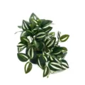Artificial potted plant with green and white striped leaves, perfect for indoor wall decor. - White-Green