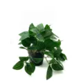 Artificial hanging plant potted watermelon peperomia vine green faux plant decor for indoor home. - Watermelon Pattern