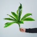 Τεχνητό φυτό sansevieria με ριγέ φύλλα και 12 κεφάλια ψεύτικη πράσινη διακόσμηση. - 12-Κεφαλή Ξύλο Βραζιλίας Πράσινο