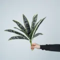 Artificial Snake Plant Leaves 12-Head Greenery Faux Foliage for Floral Arrangement Home Decor - 12-Head Black Sansevieria