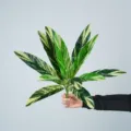 Artificial variegated plant leaves 12 heads fake green leaves for floral arrangements - 12-Head Yellow-Green Leaves