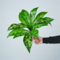 Artificial sansevieria dieffenbachia leaf stem 12 heads faux green plant branch decor - 12-Head Dieffenbachia Sword Leaves