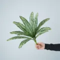 Artificial plant leaves fake greenery branch home decor floral arrangement props foliage - 12-Head Fittonia Leaves