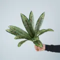 Artificial striped leaf green plant branches for floral arrangement home decor design. - 12-Head Red Fittonia